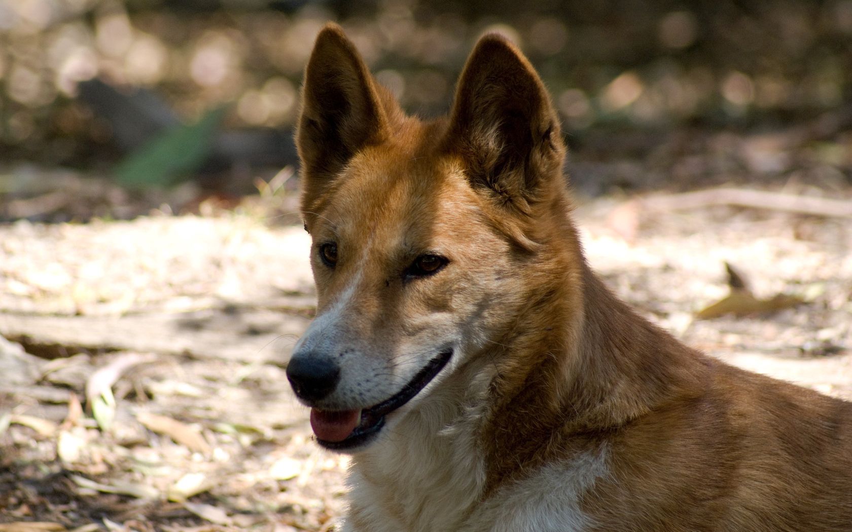 wild dog, dingo, shadow