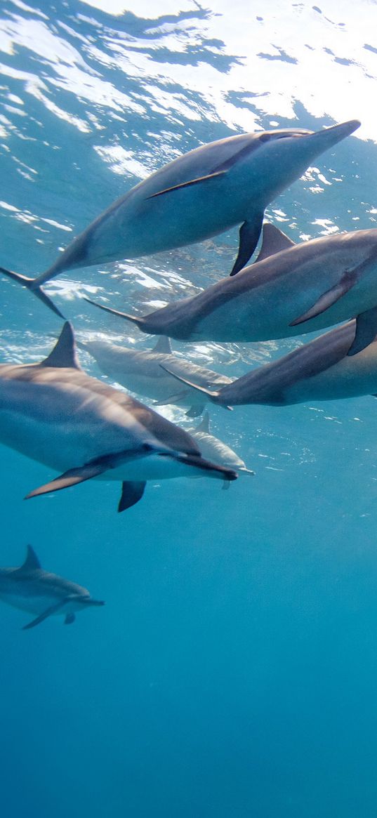 dolphin, tropical dolphin, hawaii, ocean, water, flock