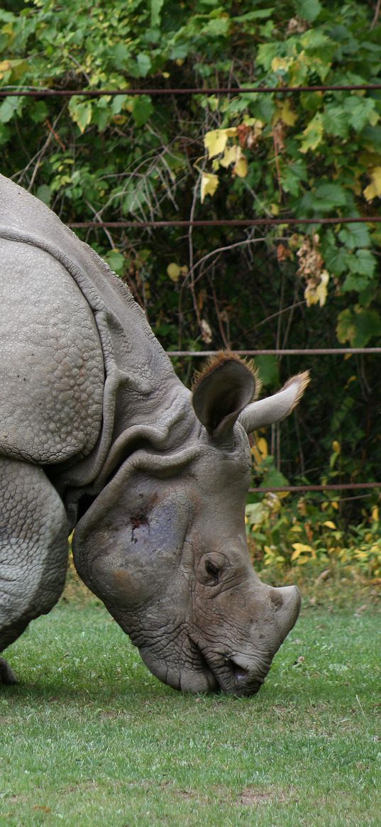 food, grass, nature reserve, rhino