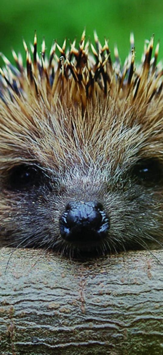 hedgehog, muzzle, timber, foot