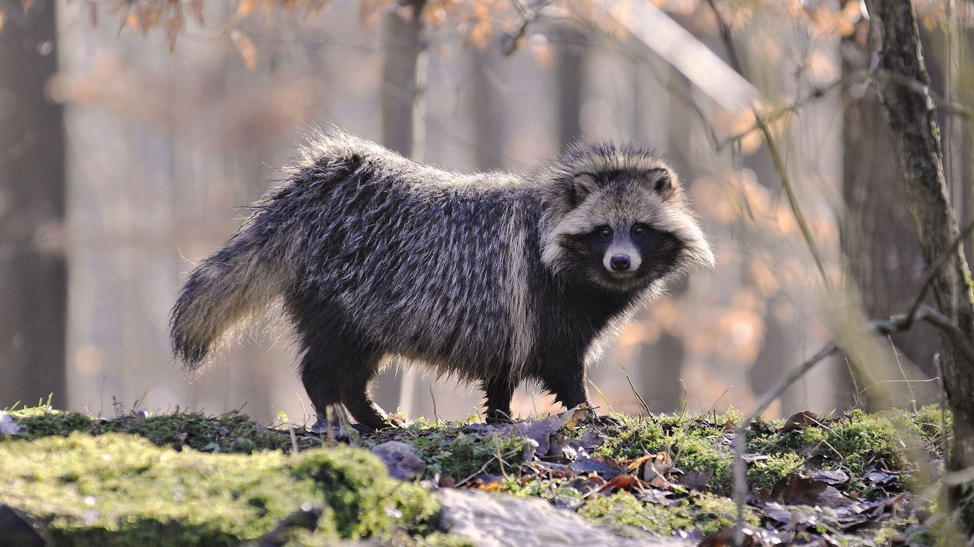 raccoon, fur, wood, honey, autumn