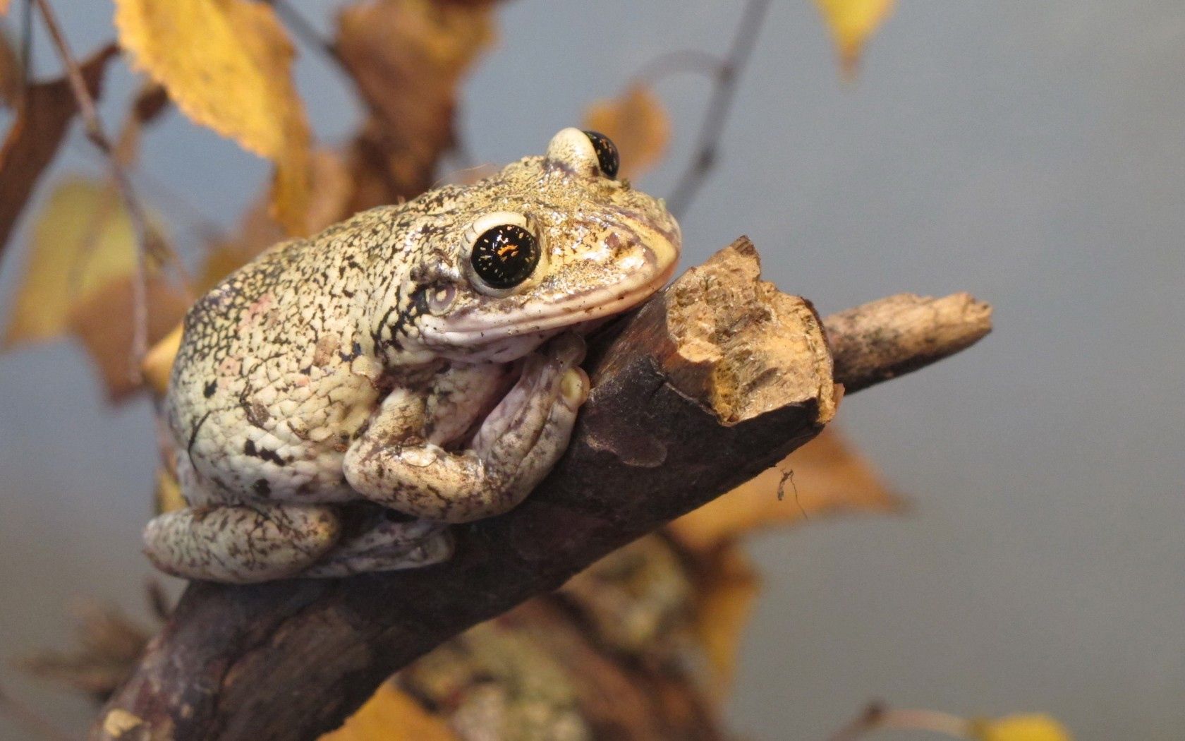 frog, reptile, branch, autumn