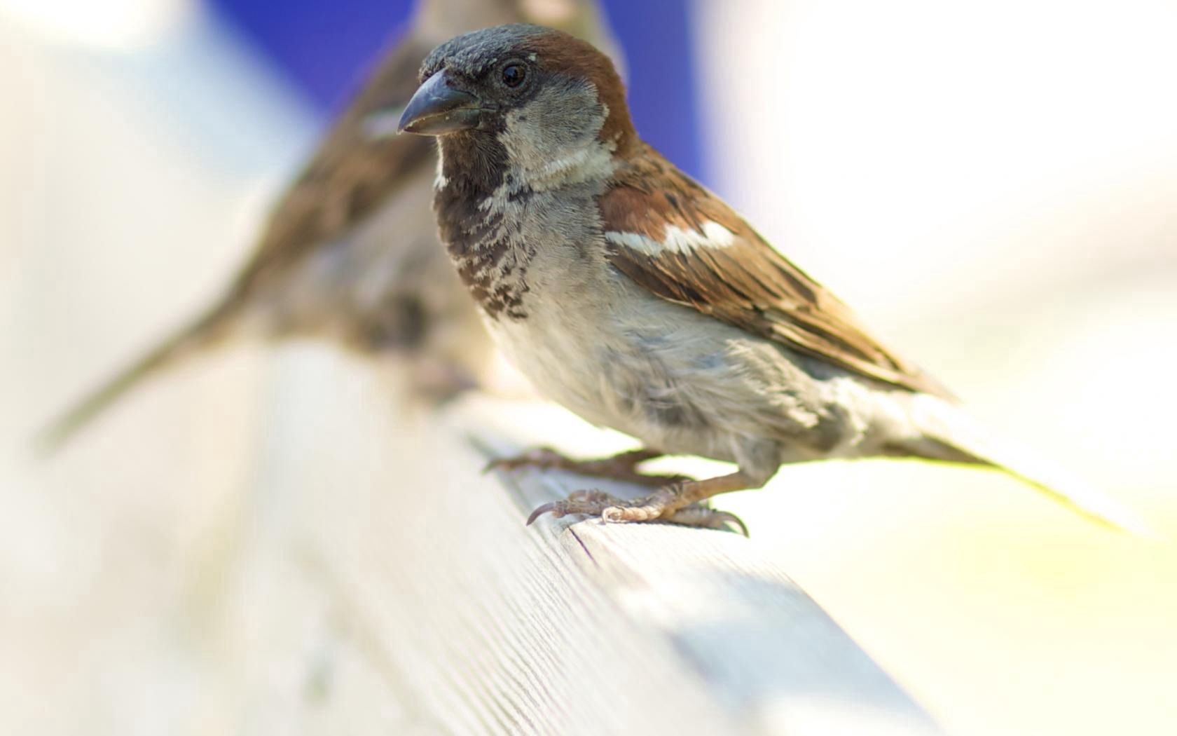 animals, sparrow, bird, feathers, beak, background, blur