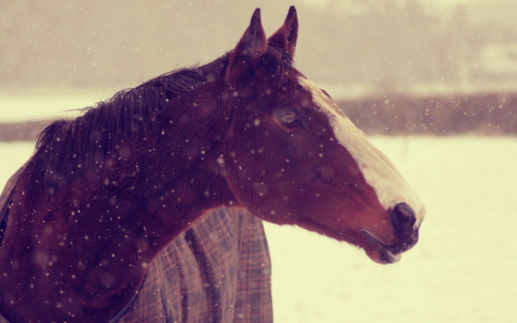 animals, horses, horse, face, snow, winter, background