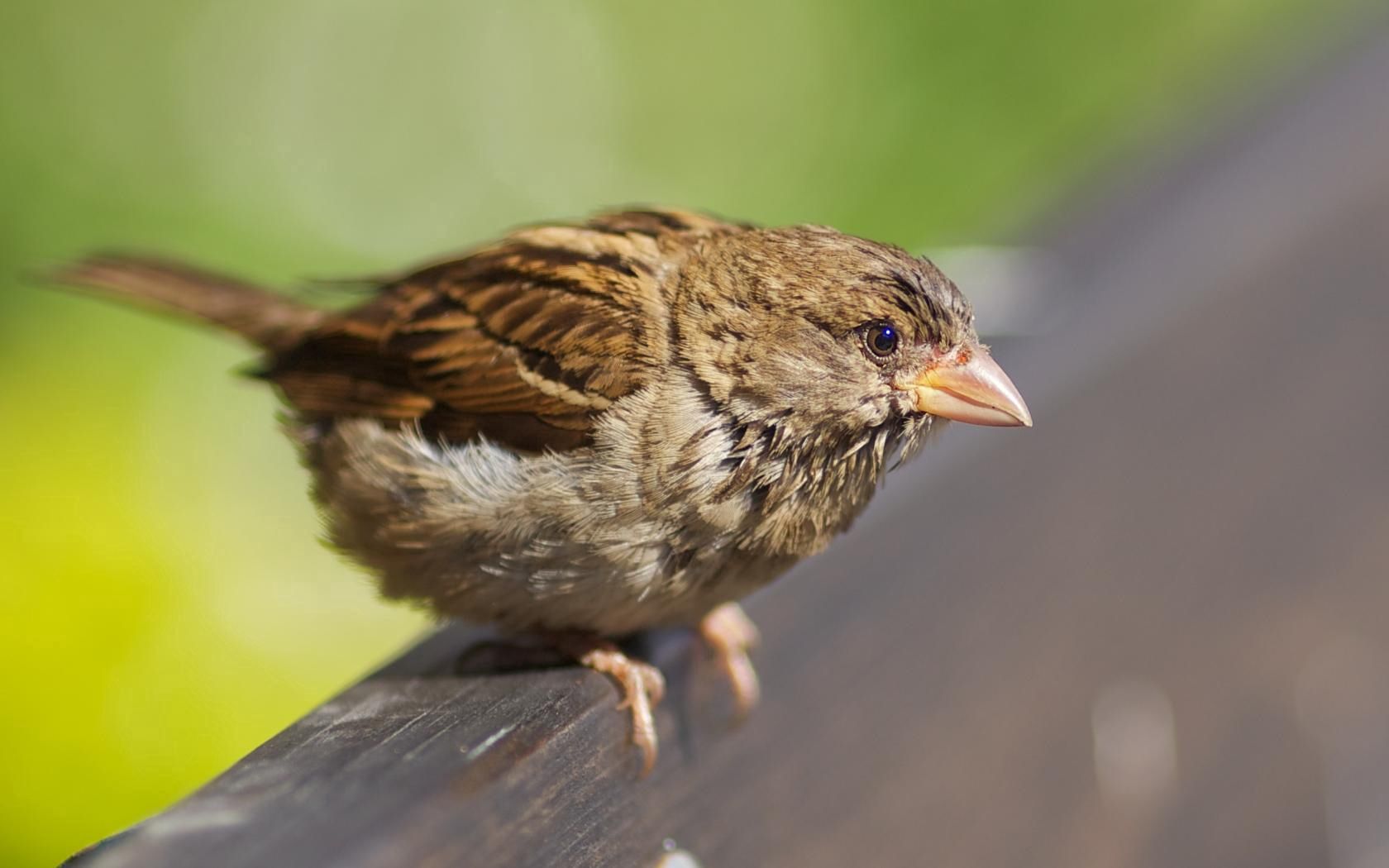 animals, birds, sparrow, beak, tree, grass, herbs, leaves, foliage