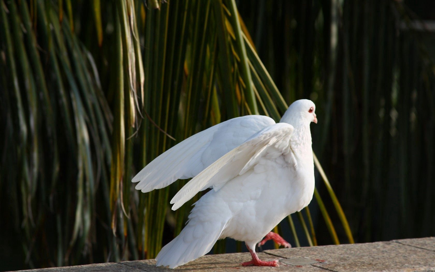 animals, birds, blue, white, world, nature