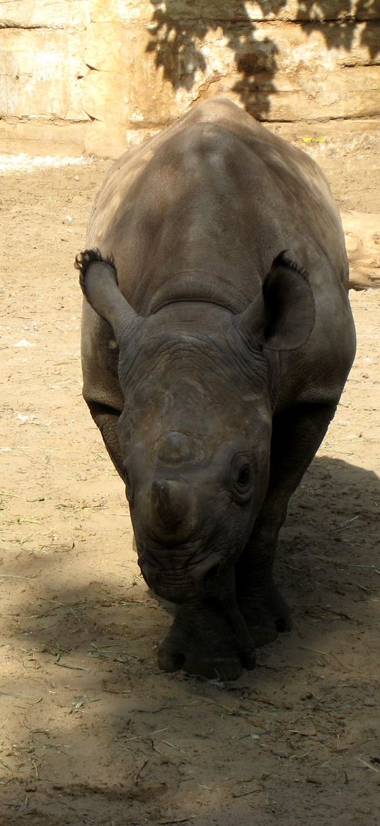 reserve, rhino, shadow