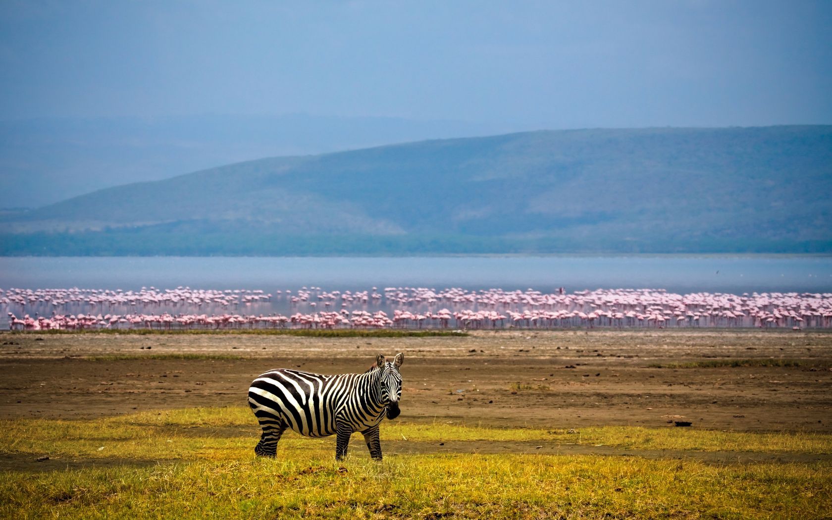 zebra, africa, background, lake, flamingos