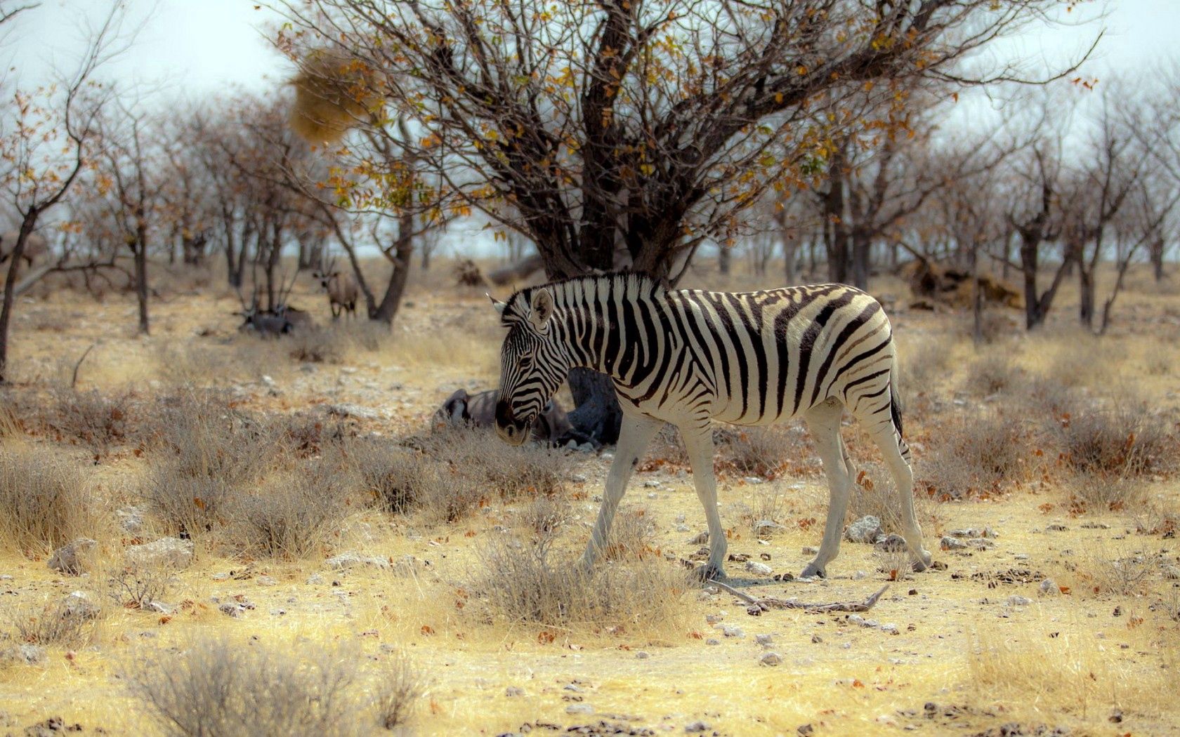 zebra, nature, africa