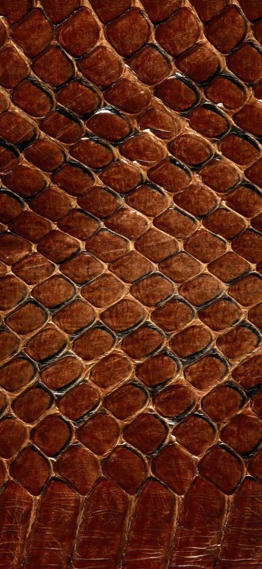 texture, leather, snake, scales, background