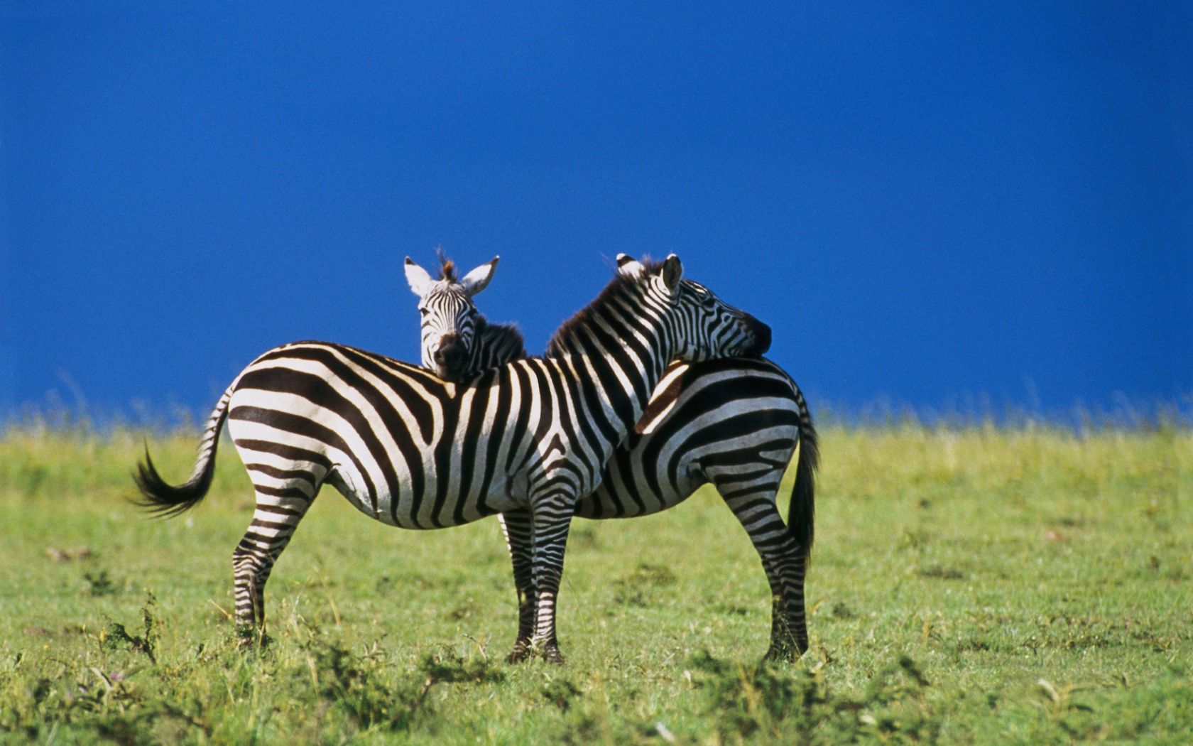 zebras, two, sky, blue