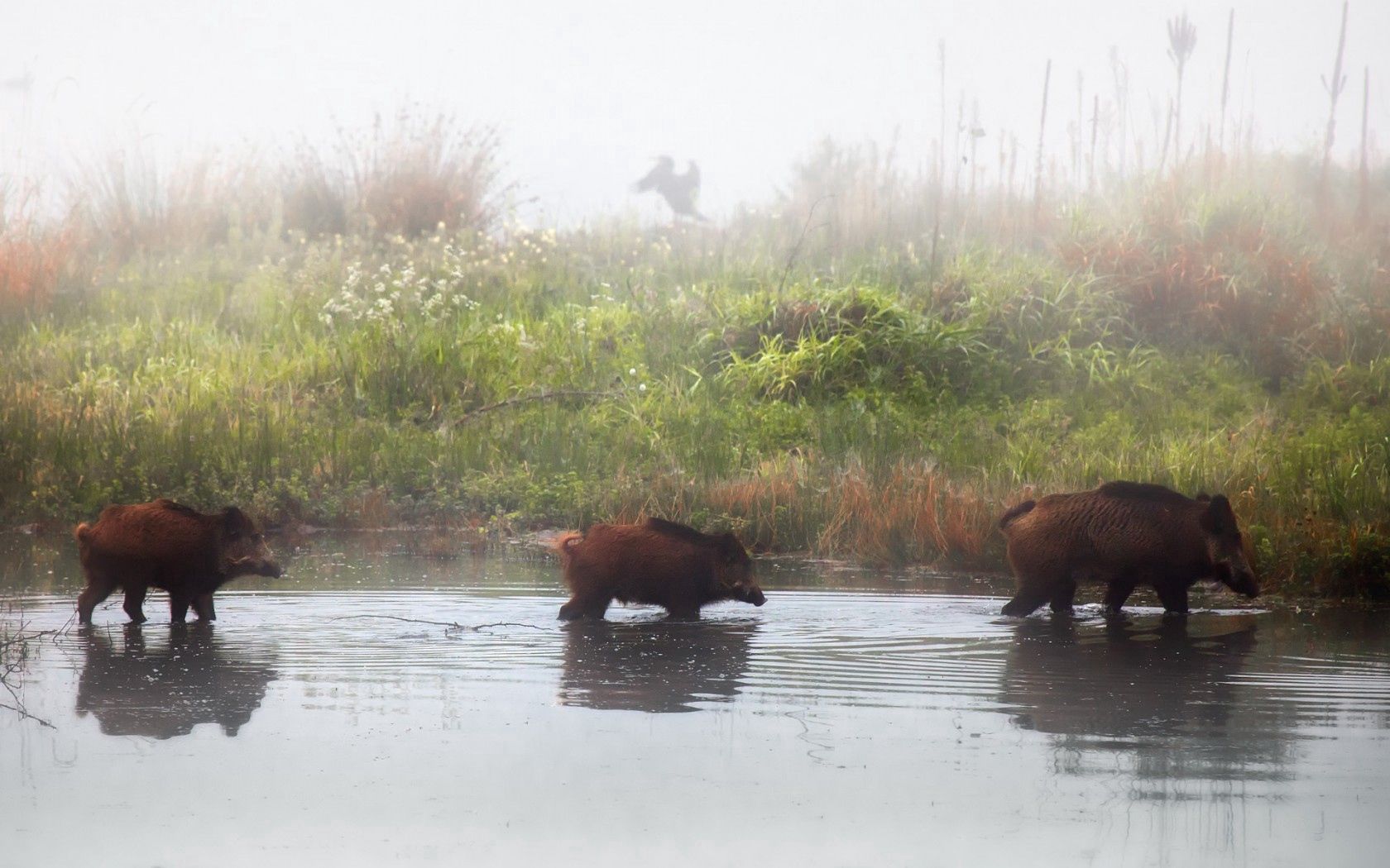 pigs, animal, river, shore, fog, three, grass