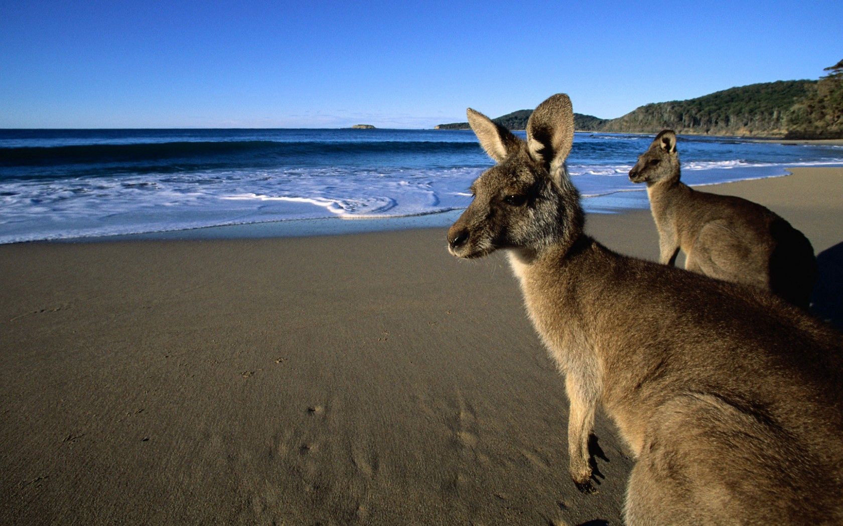 kangaroo, jumpers, beautiful eyes, beach, mountains, sand, water, wool