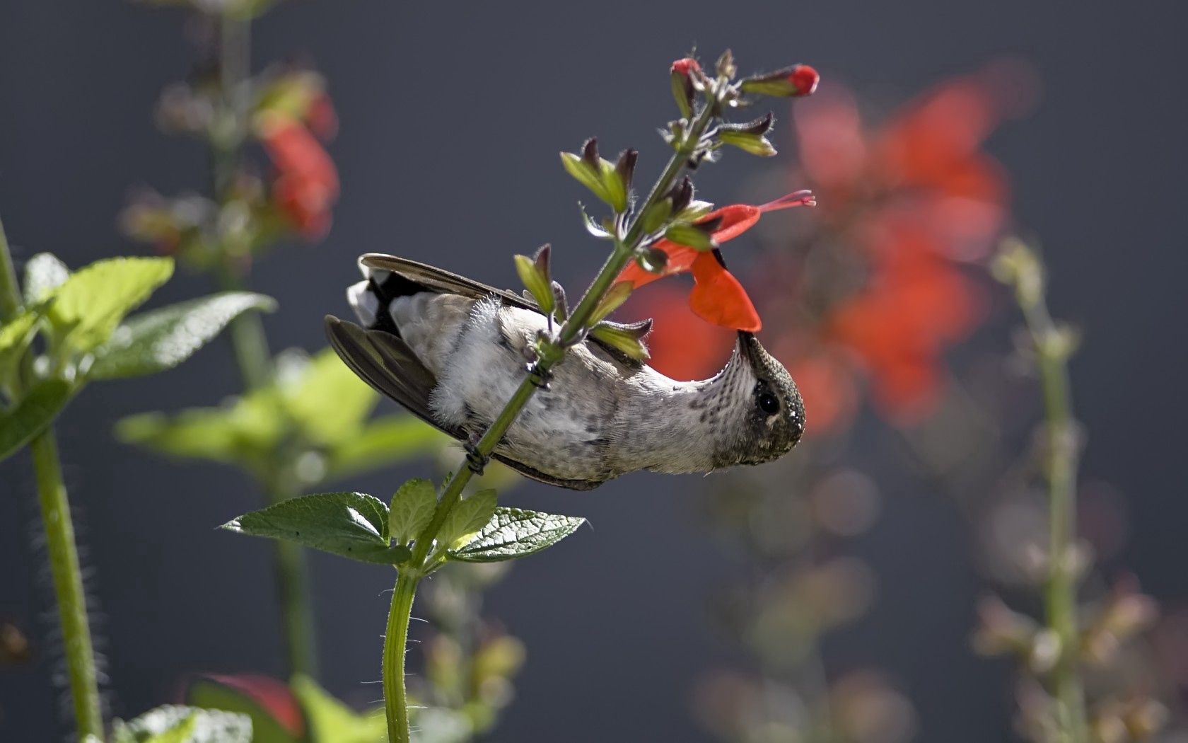 hummingbird, bird, stem, flower, nectar, food