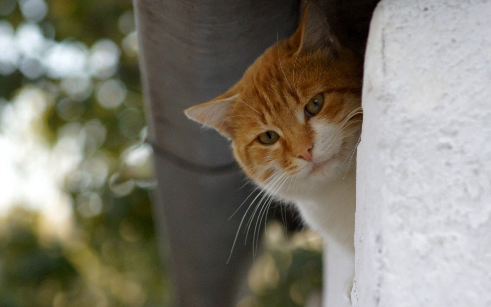 cat, red, animals, autumn, mustache