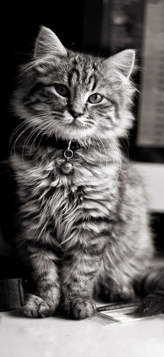 cat, computer, keyboard, black and white