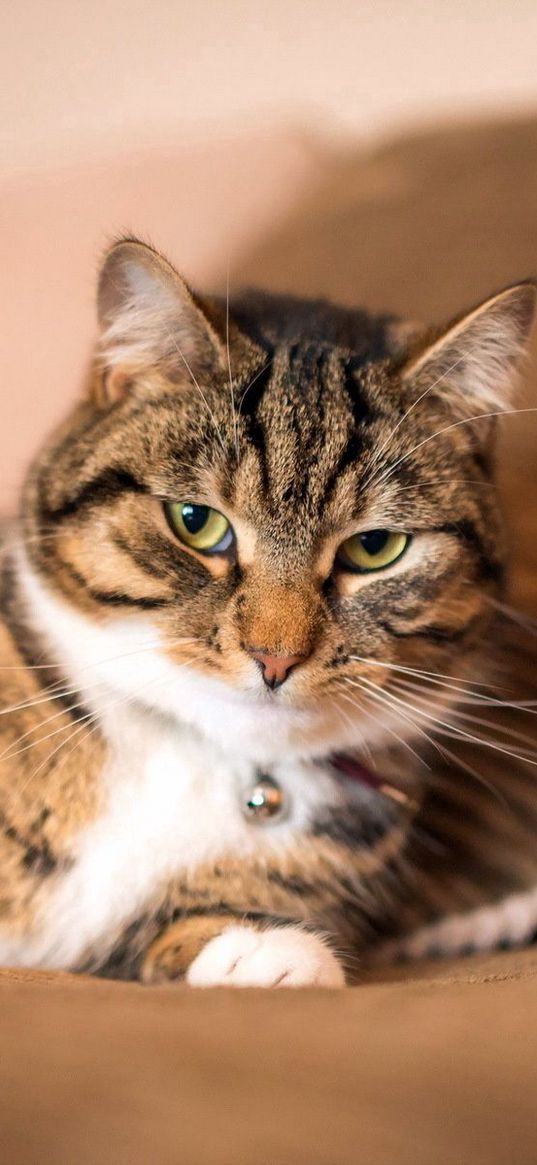 cat, eyes, mustache