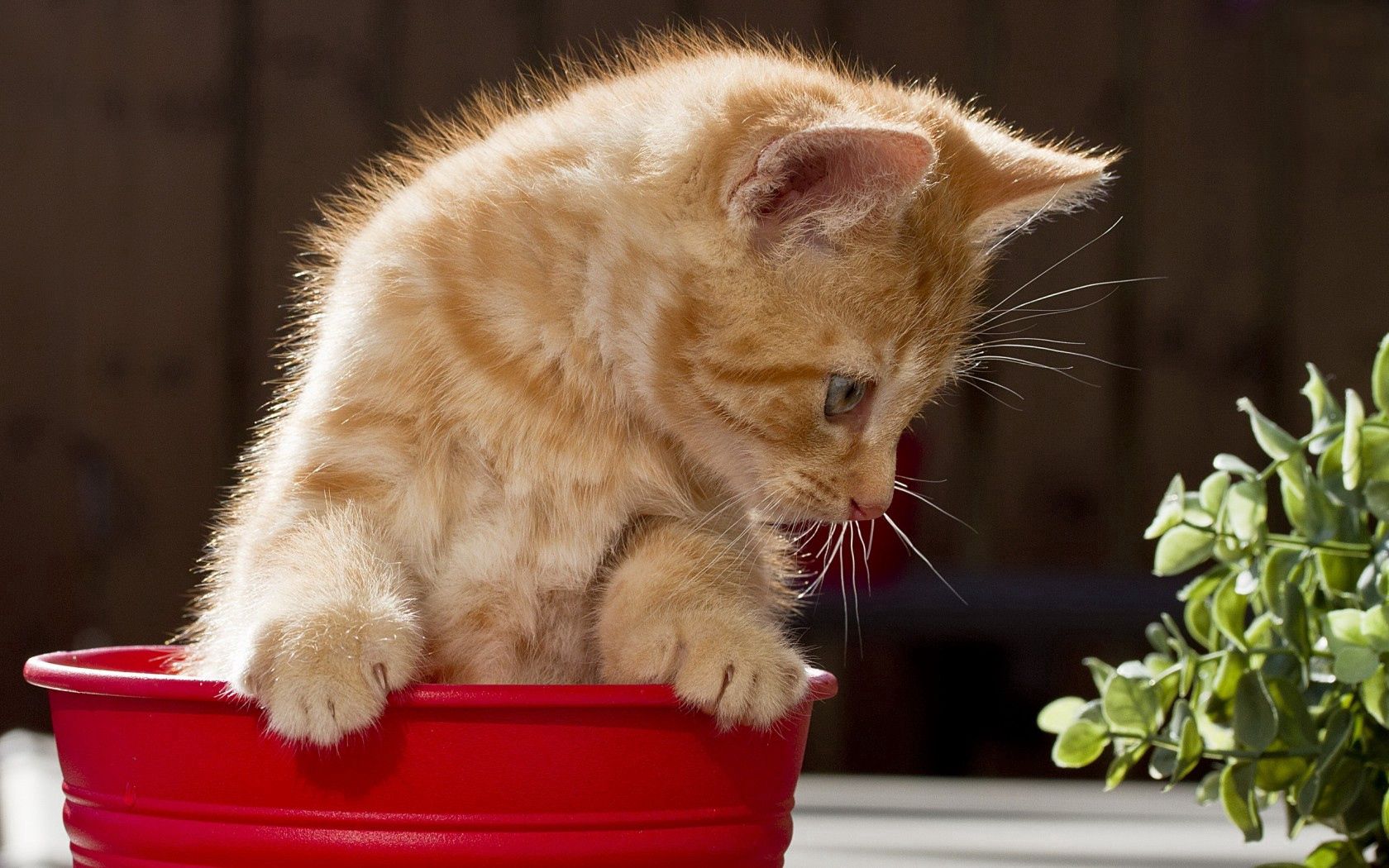 cat, eyes, background, pot, playful