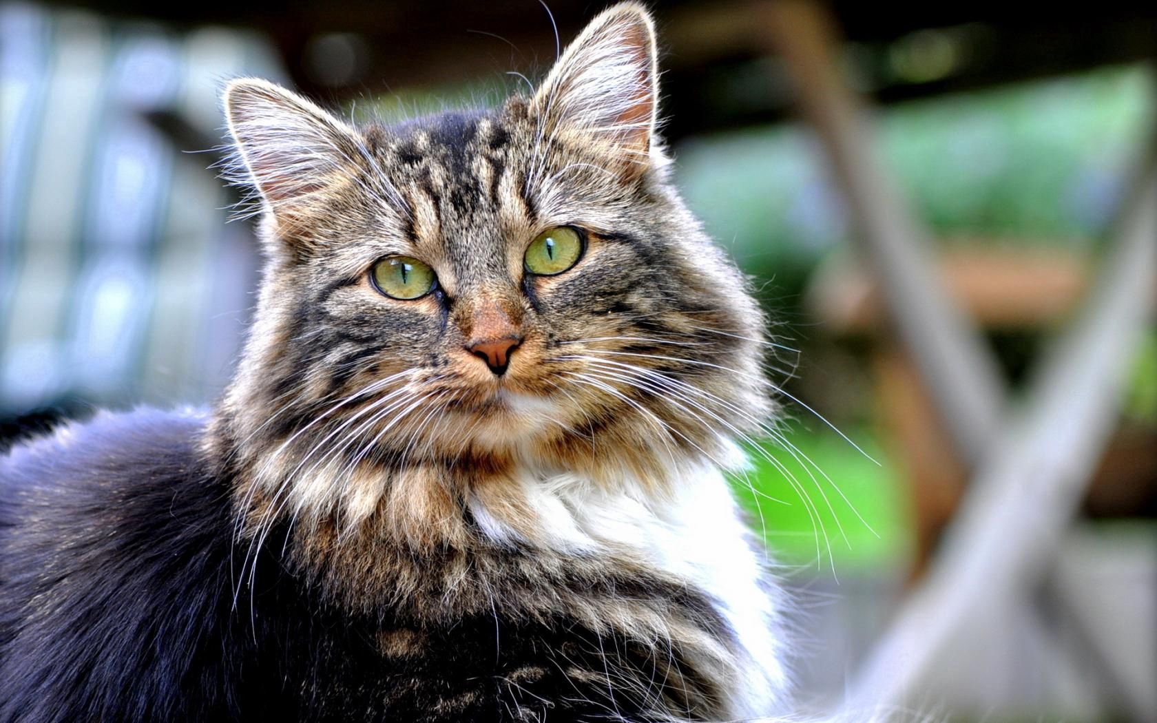 cat, fluffy, dark, good, look