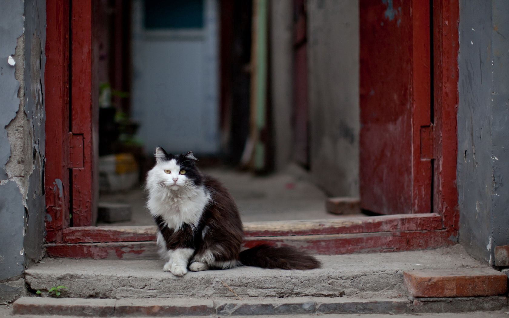 cat, door, background