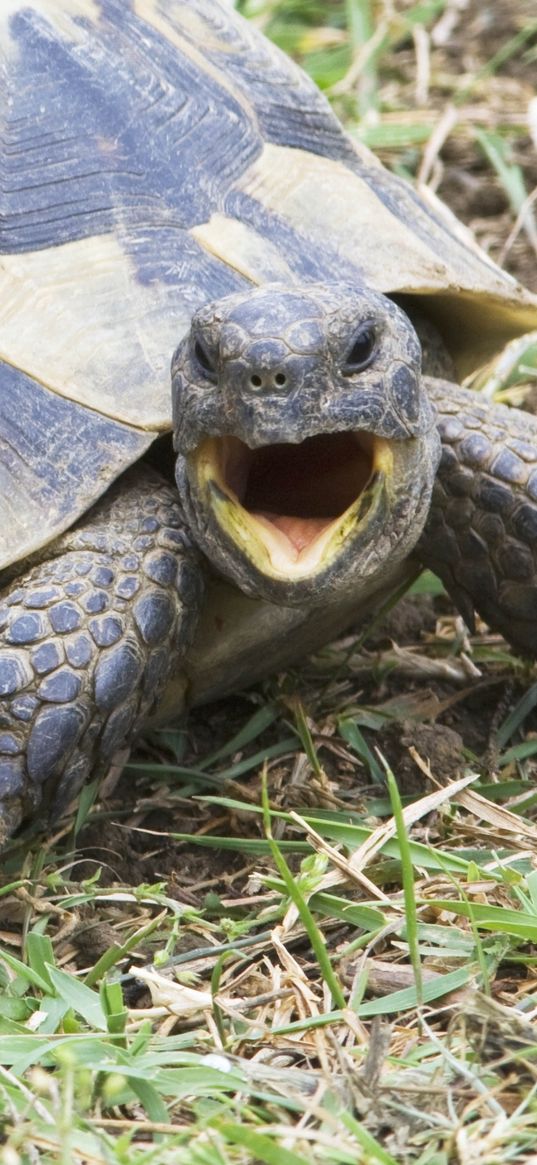 shouting, angry, turtle, grass