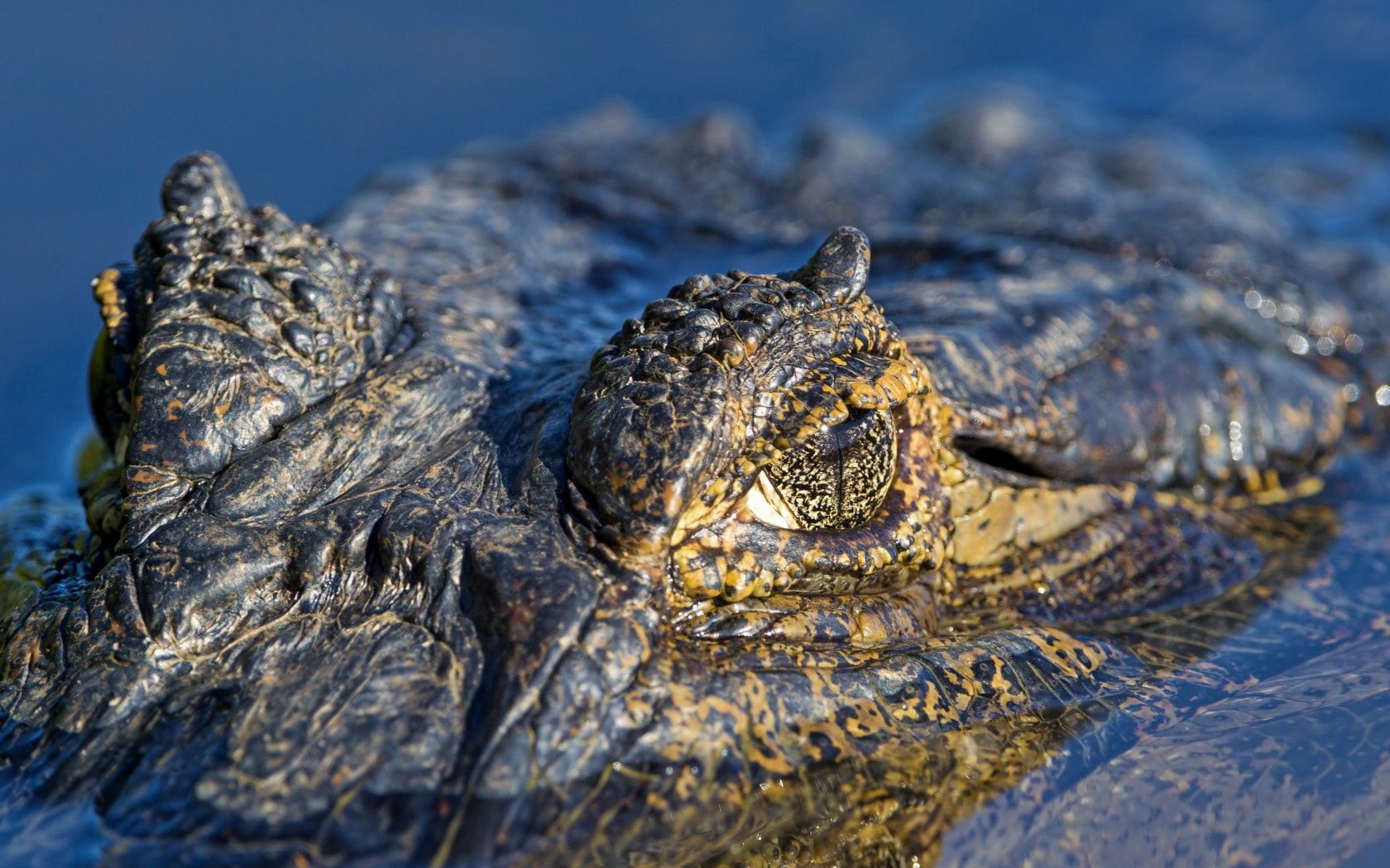 crocodile, water, macro