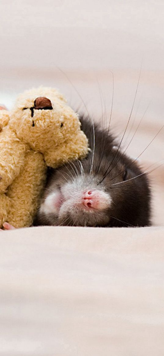 rat, toy, dream, rodent