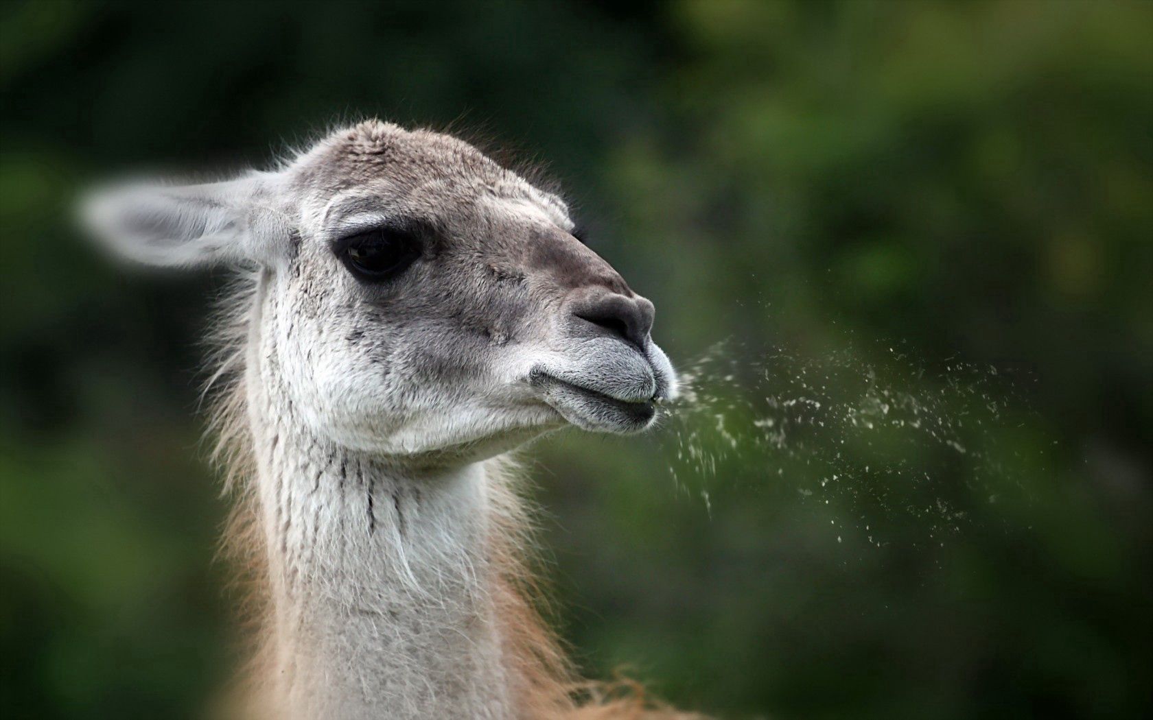 lama, nature, background