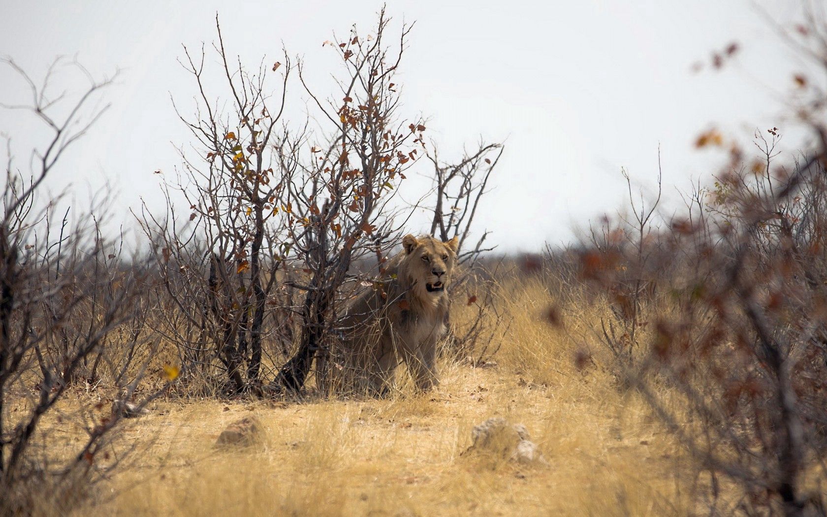 lion, nature, africa