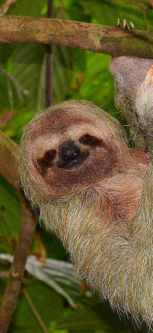 sloth, tree, branch, hang