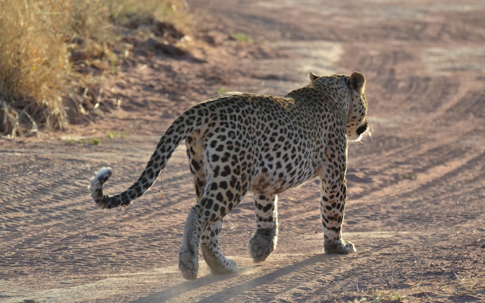 leopard, sand, footprints, gait