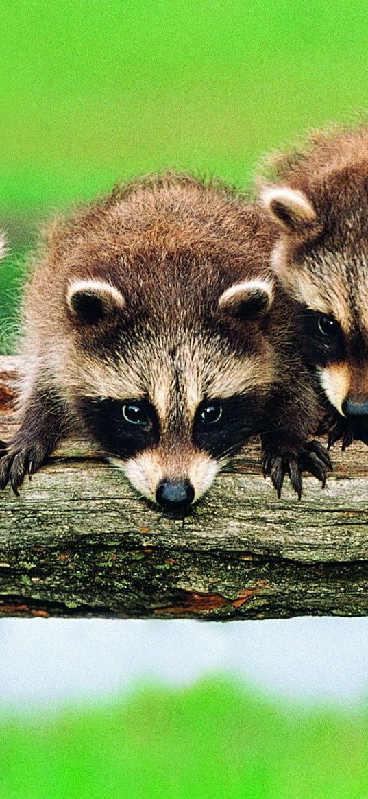 forest, tree, branch, family, raccoons