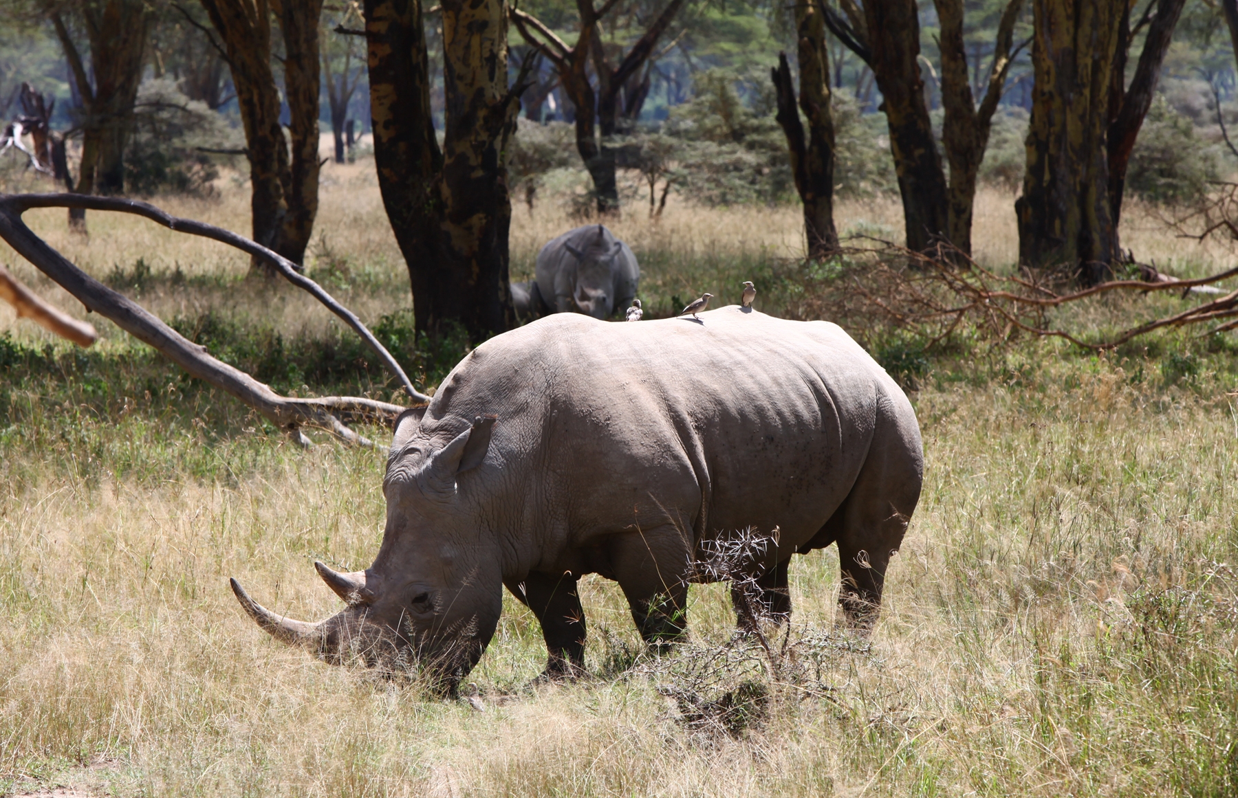 forest, rhino, grass, trees, drought