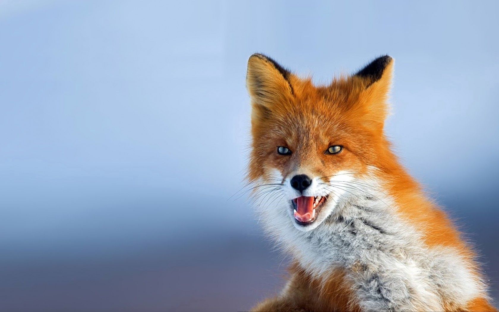 fox, photo, red, looks, background