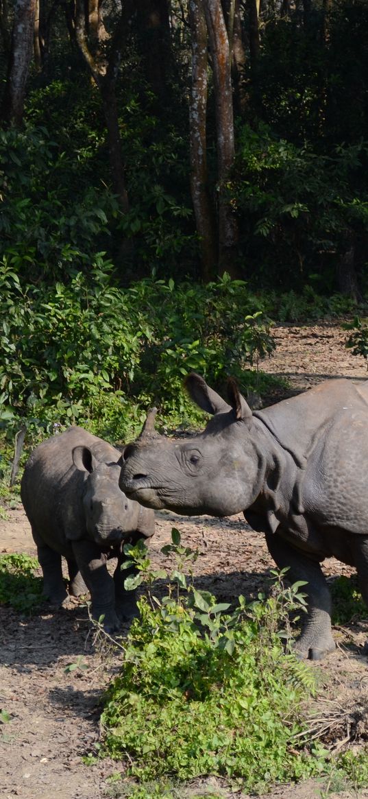 forest, walk, rhinos, family