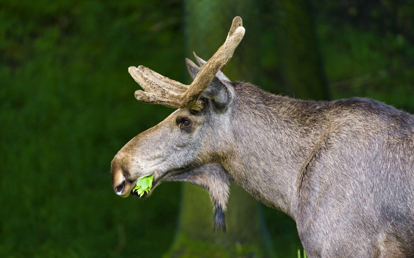 moose, nature, background, grass