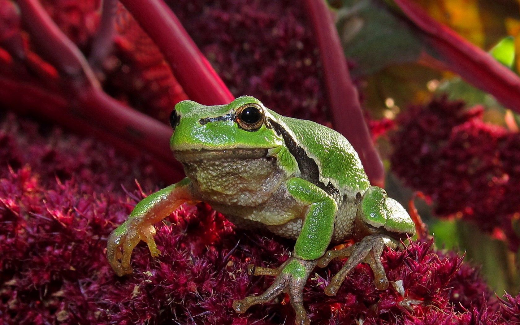 frog, green, grass