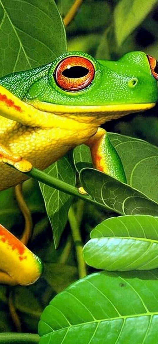 frog, leaves, shrubs