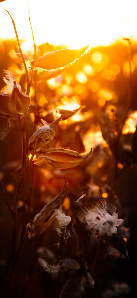 sun, cotton, nature, warm