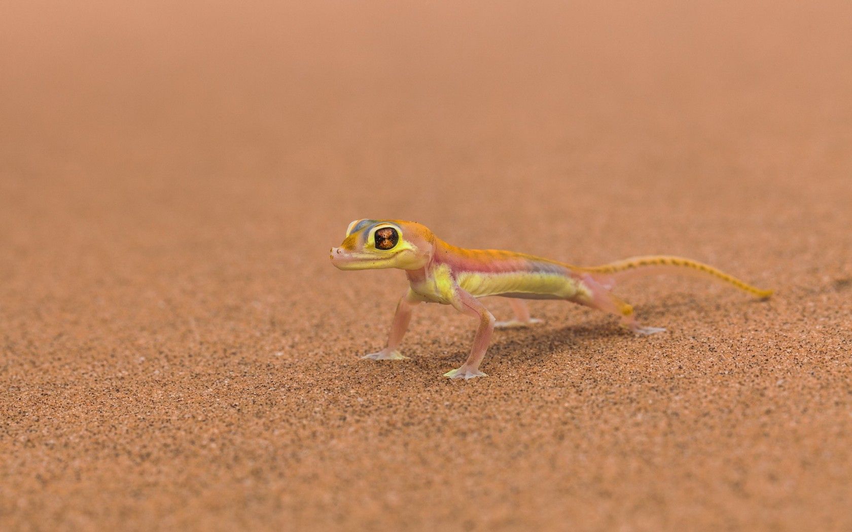 mars, lizard, background