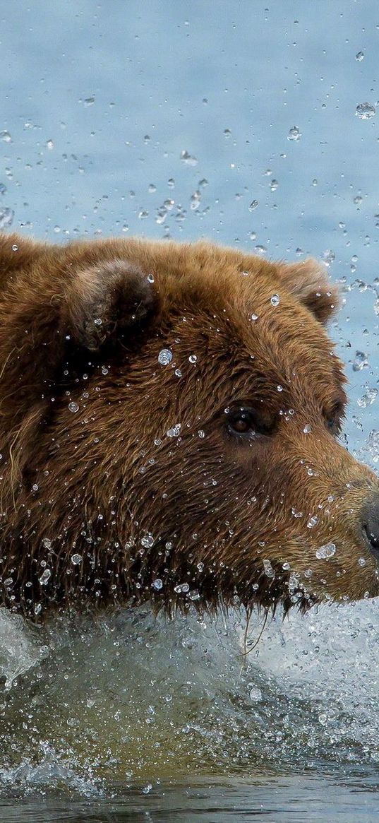 brown bear, grizzly bear, water, swim