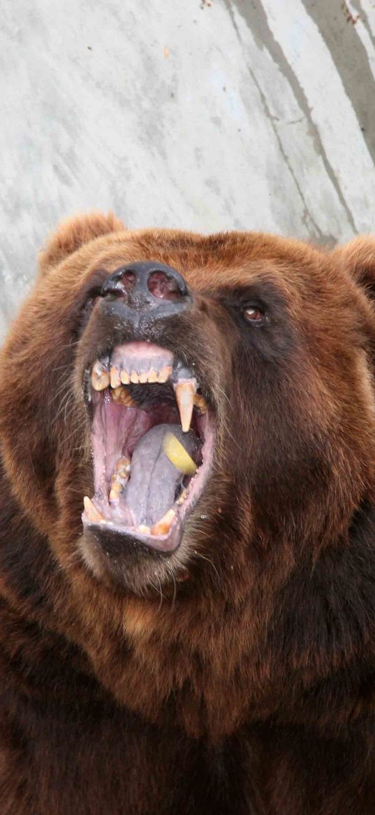 bear, aggression, teeth, anger