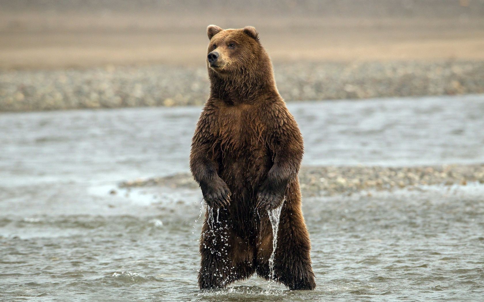 bear, paws, claws, water, resistant