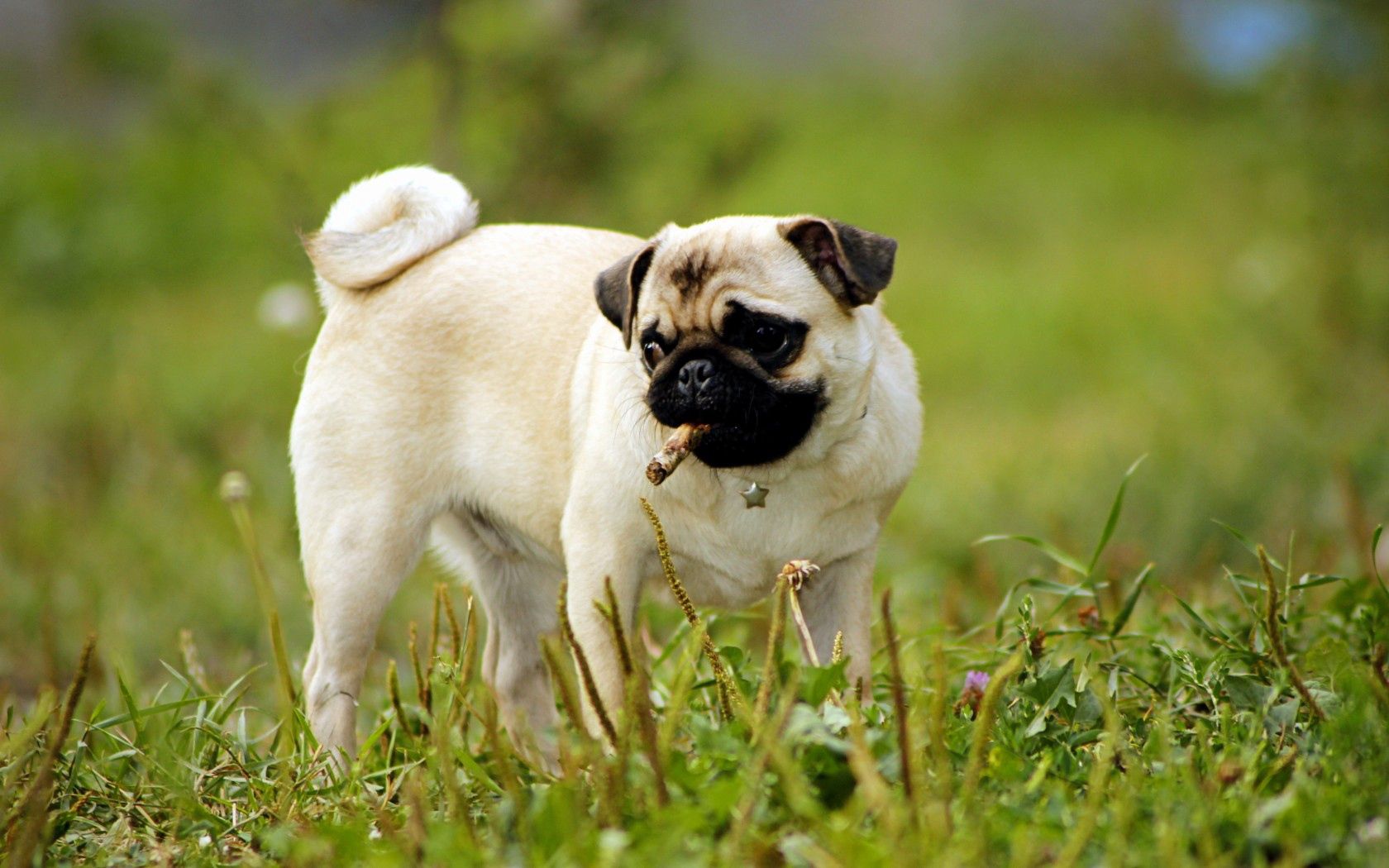 pug, dog, puppy, grass, herbs