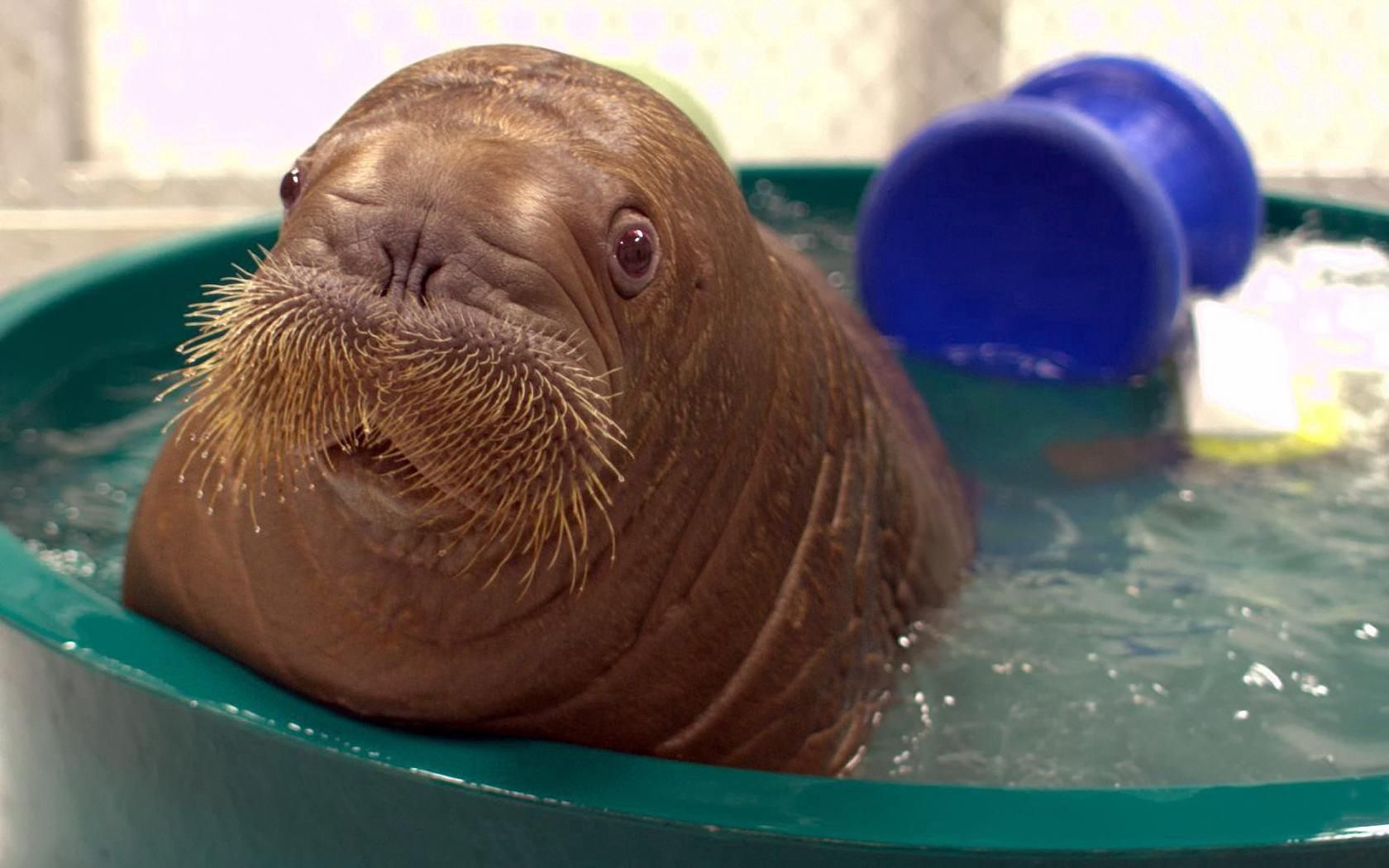 walrus, baby, bathing