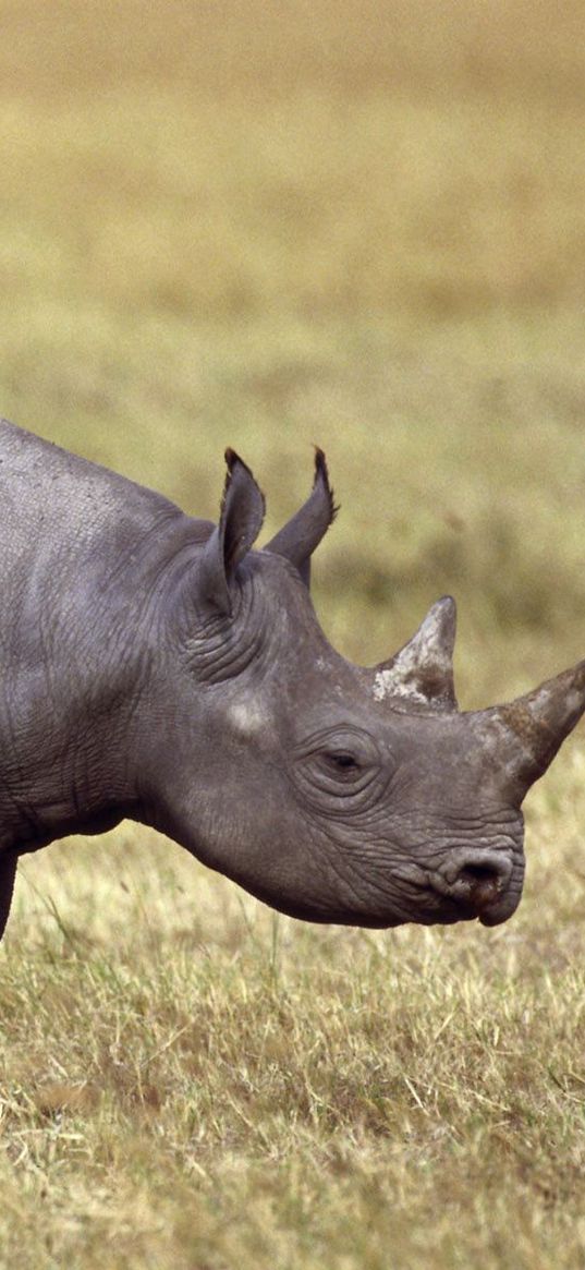 rhinoceros, field, grass, horn