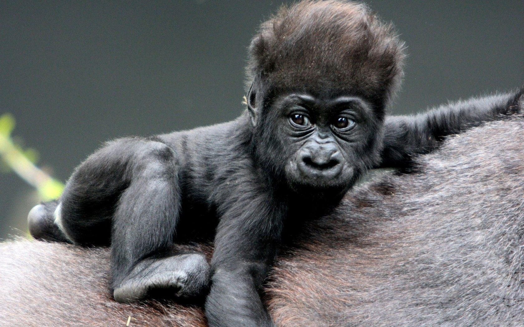 monkey, baby, gorilla, hair