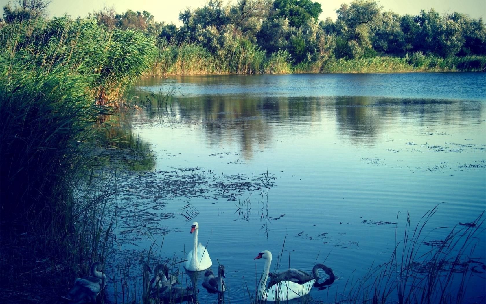 lake, swans, nature