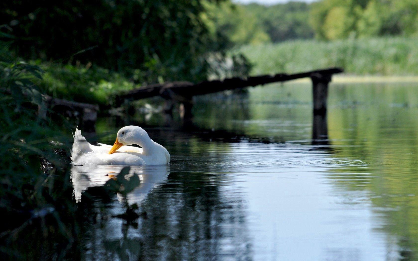 lakes, ponds, forest, white, goose, bird