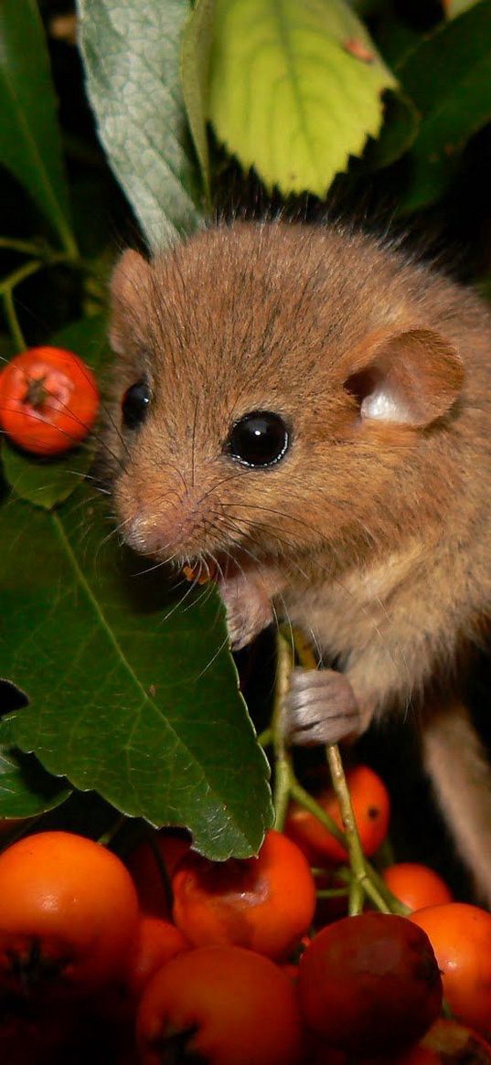 dormouse, mountain ash, leaves, branches